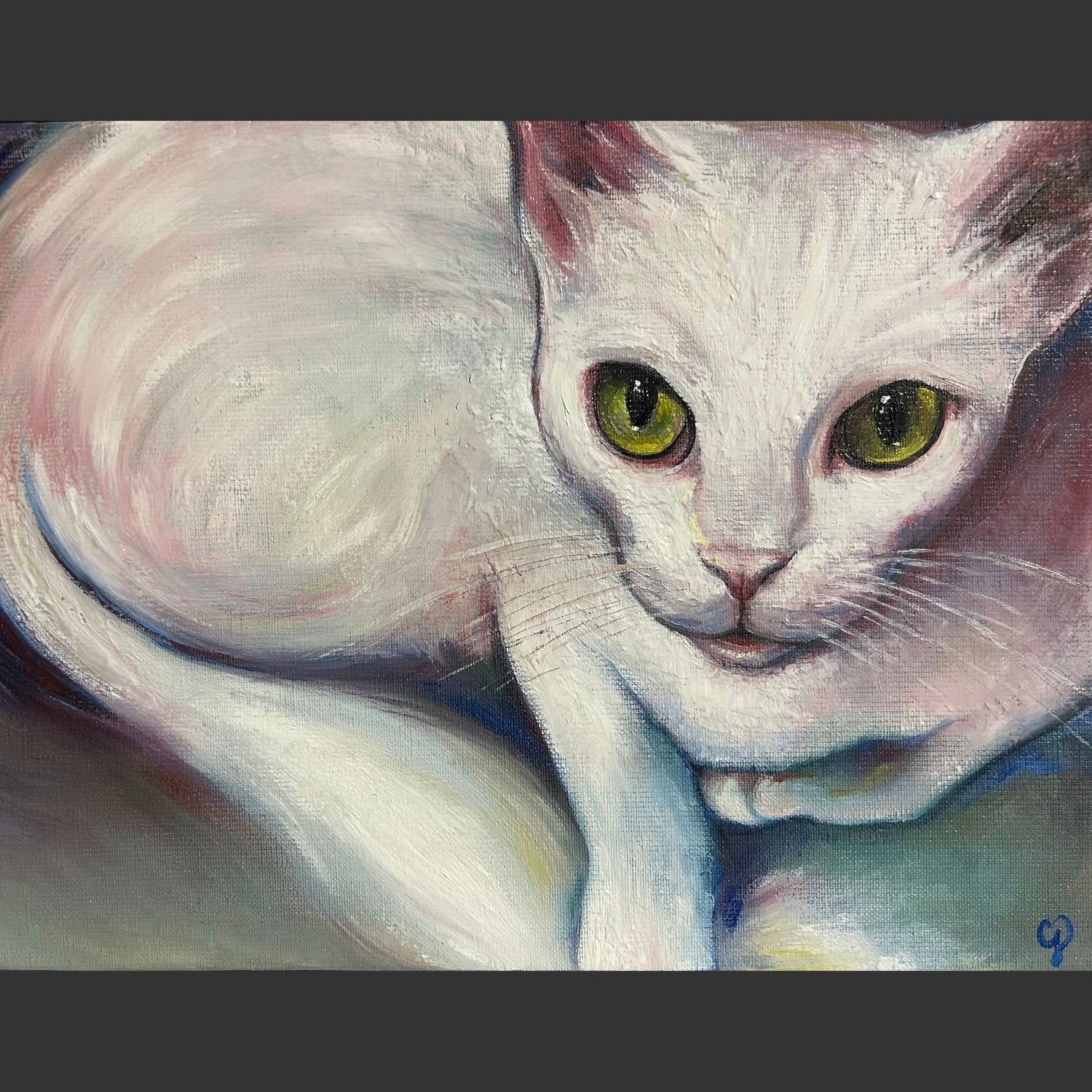 Chat blanc vu du dessus et sans les dents, Maine coon
