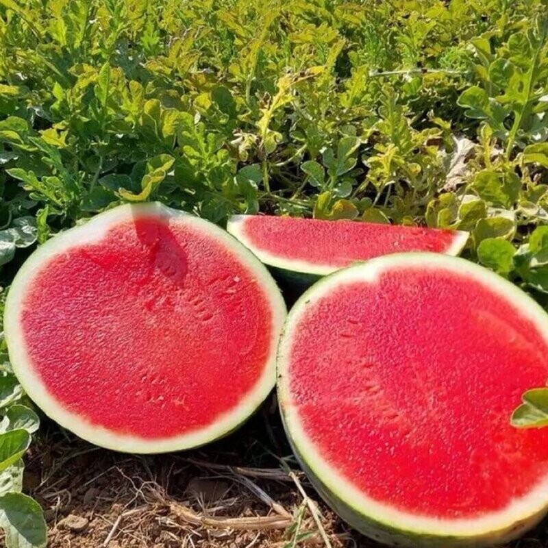 Melon: Landess Farm Seedless Watermelon