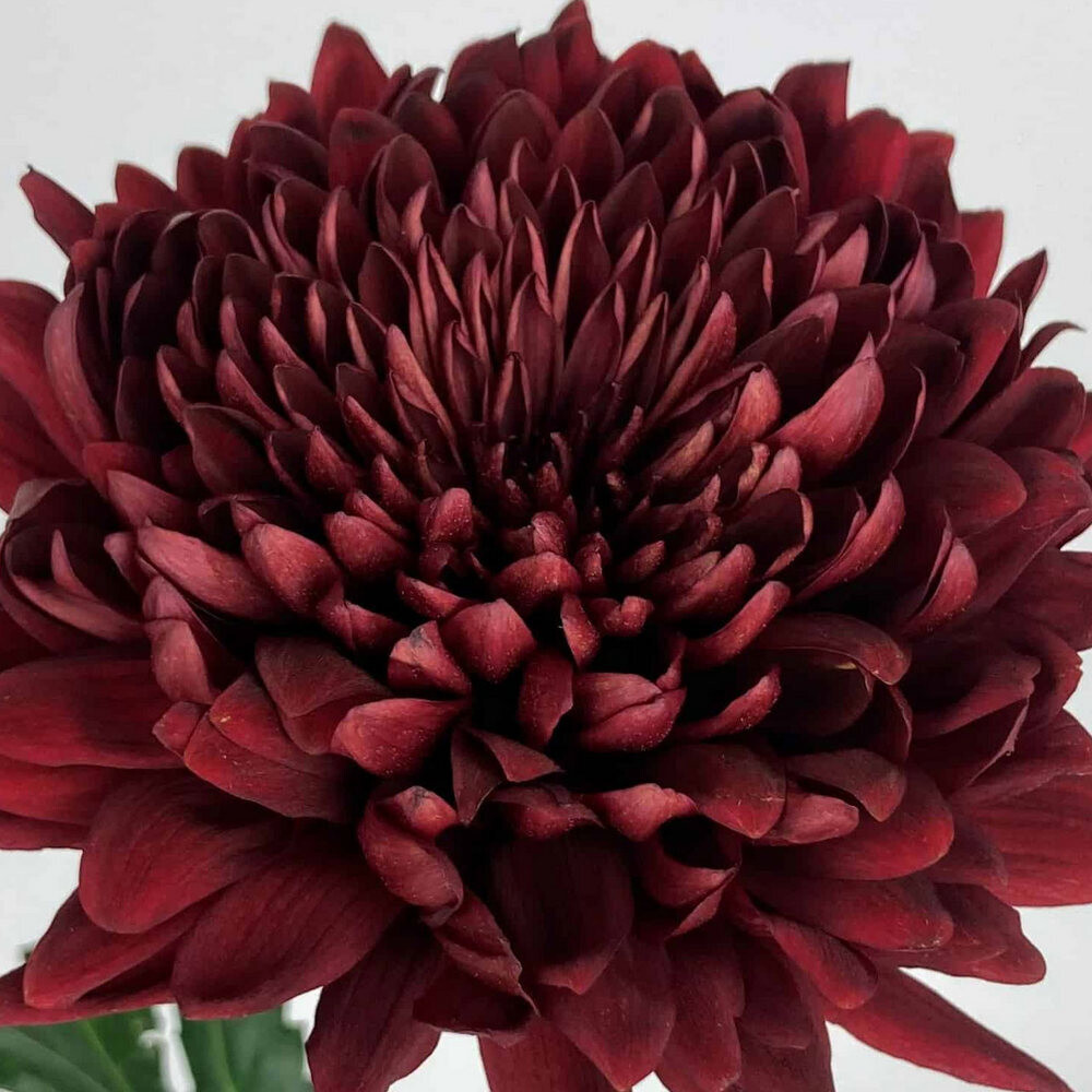 Mums: Burgundy