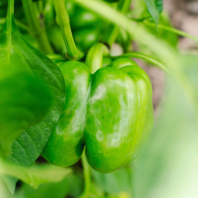 Peppers: Green