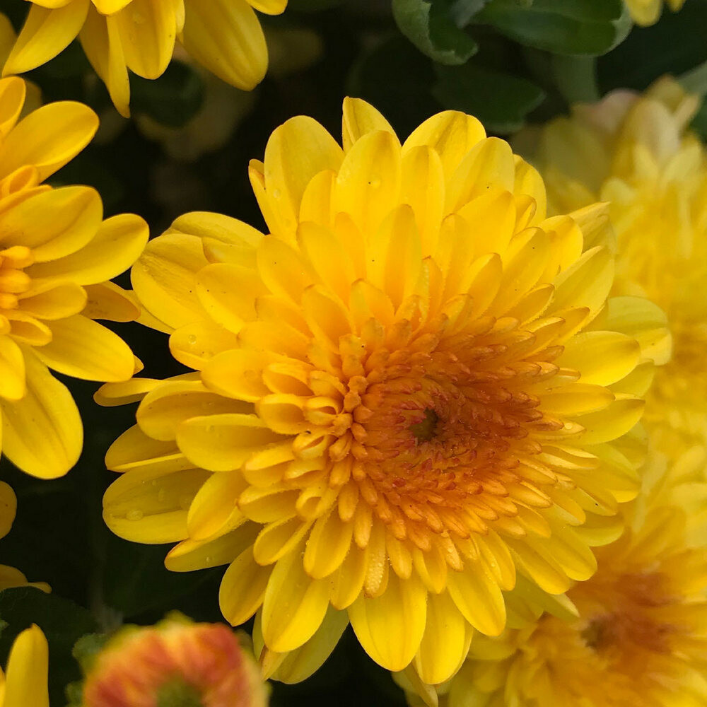 Mums: Yellow