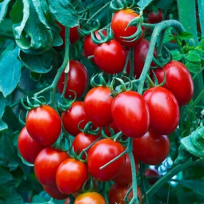 Tomatoes: Red Grape
