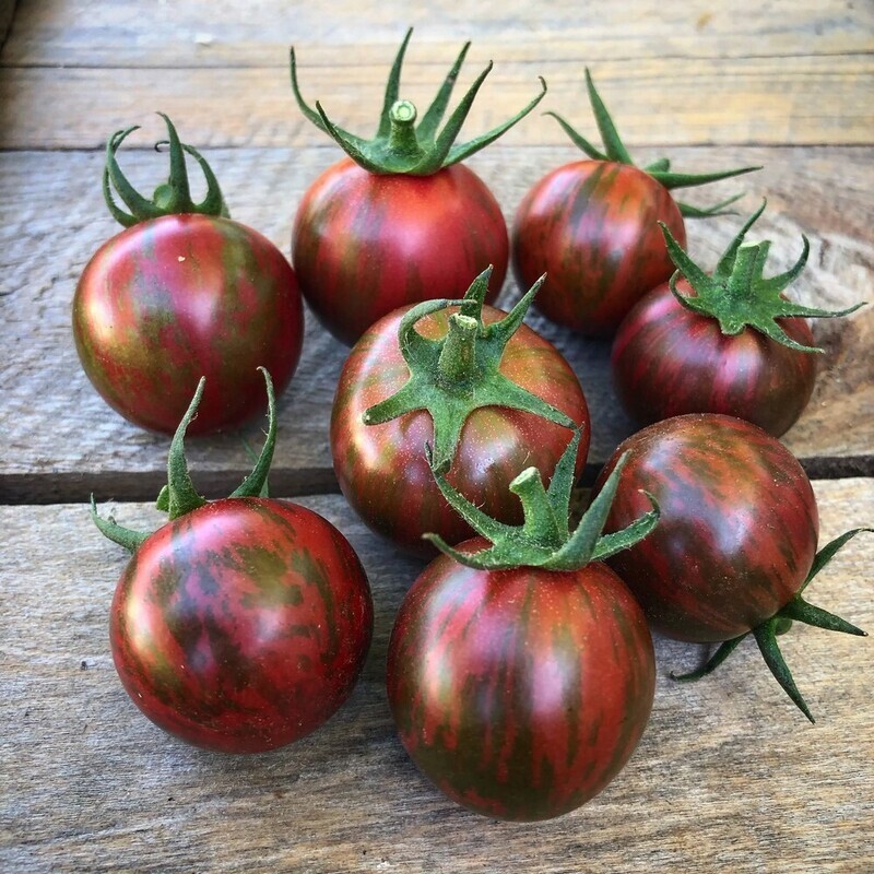 Tomatoes: Purple Striped Bumblebee