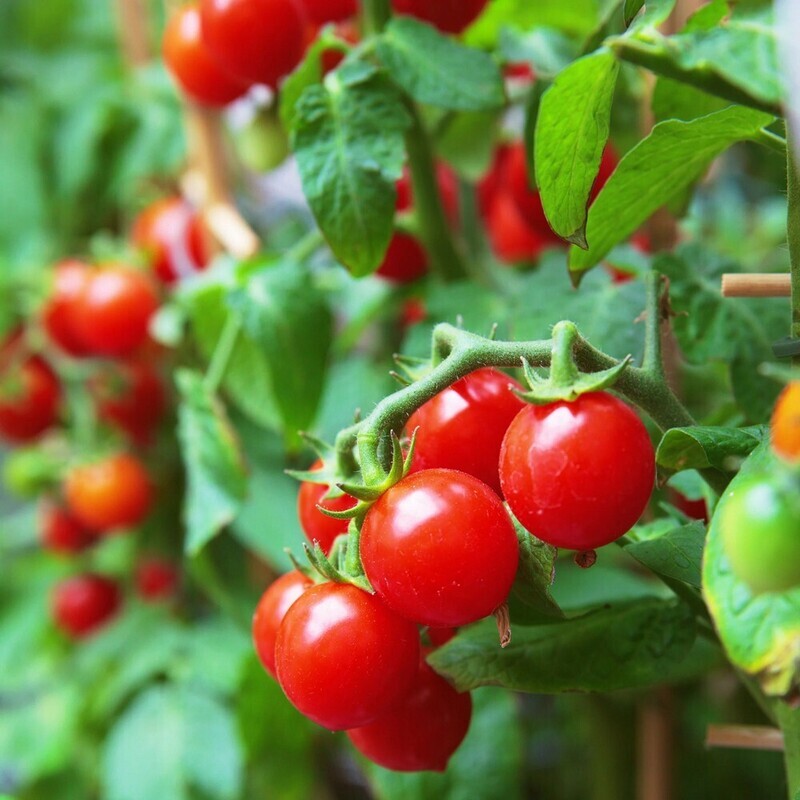 Tomatoes: Red Cherry