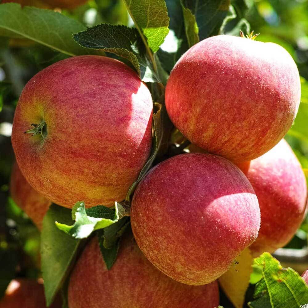 Apples: Mollie's Delicious