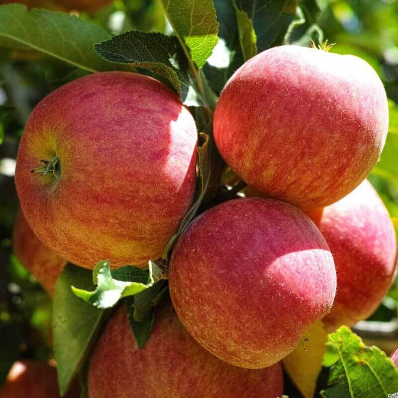 Apples: Mollie's Delicious