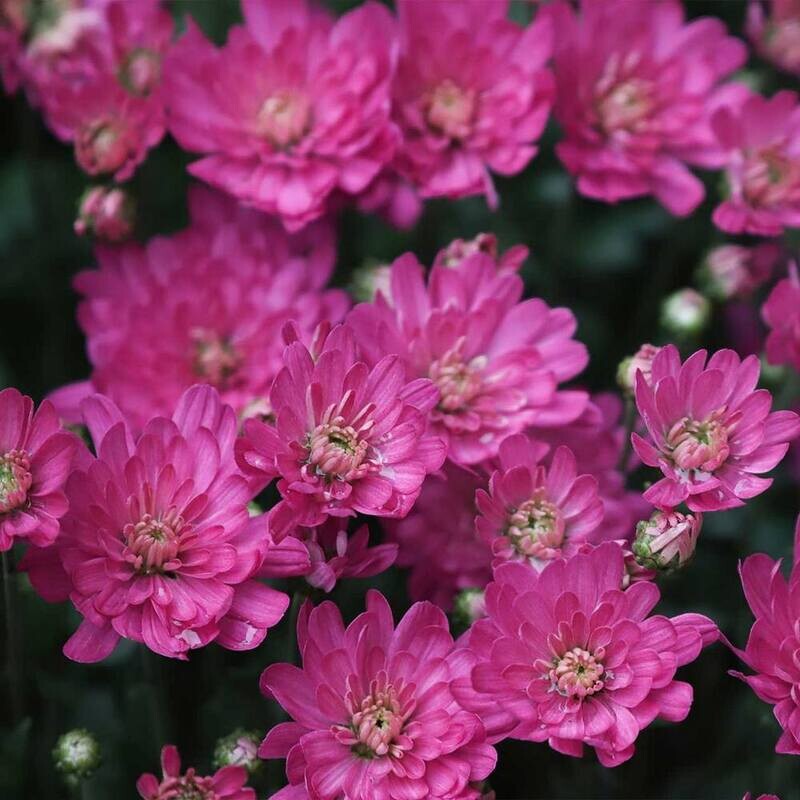 Mums: Pink
