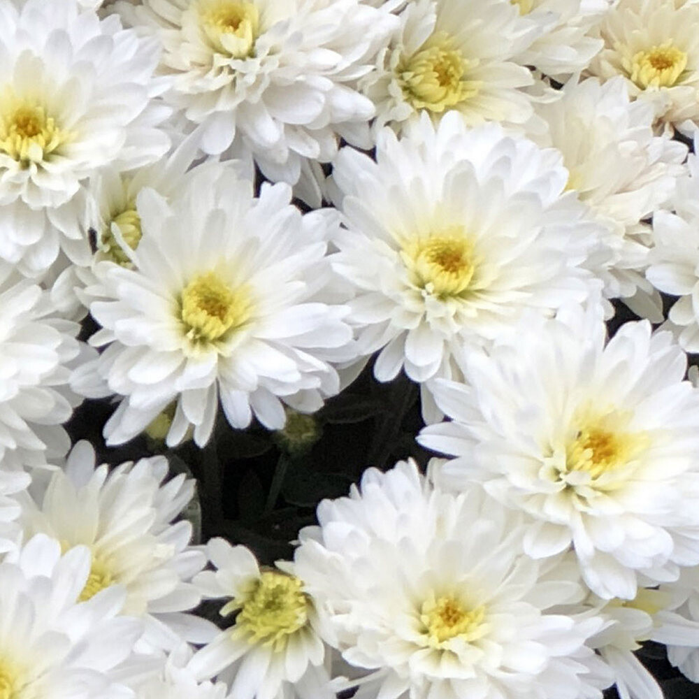 Mums: White