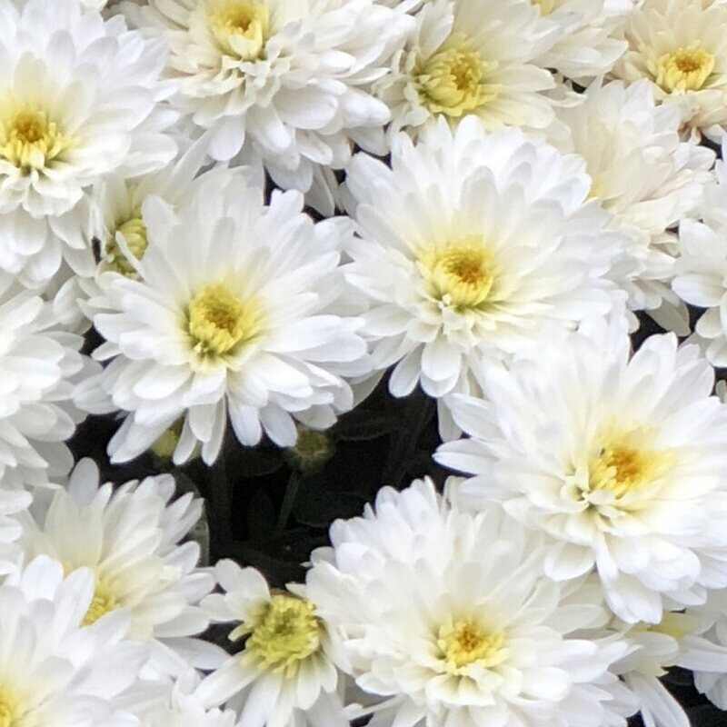 Mums: White