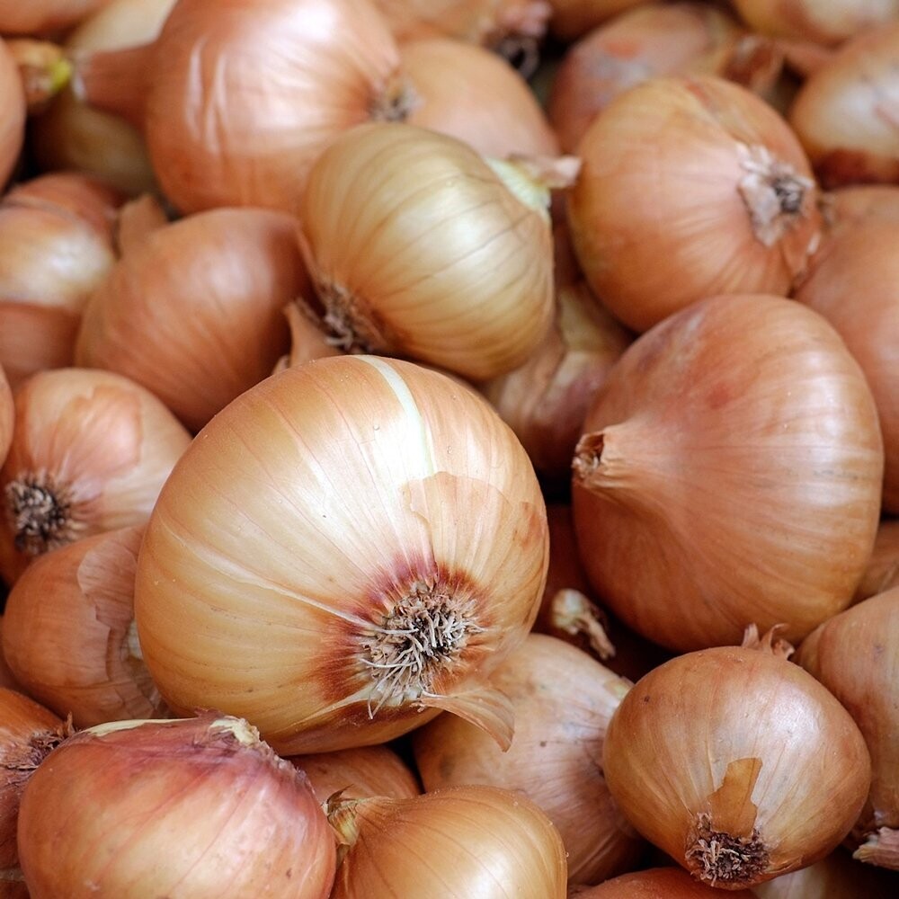 Onions - Yellow