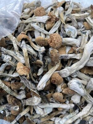 Gold Cap Mushrooms