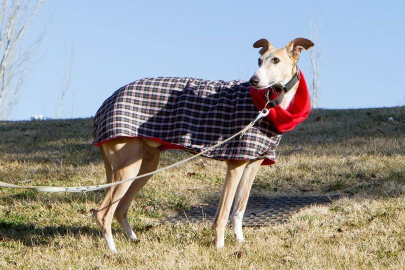 Abrigos galgos