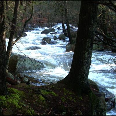 Shining River Newsletter Sign-up
