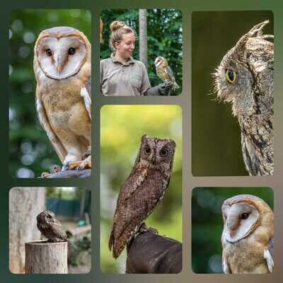 Falknernachmittag für Kinder (8 - 14 Jahre) 24.07.2026 - 14 Uhr