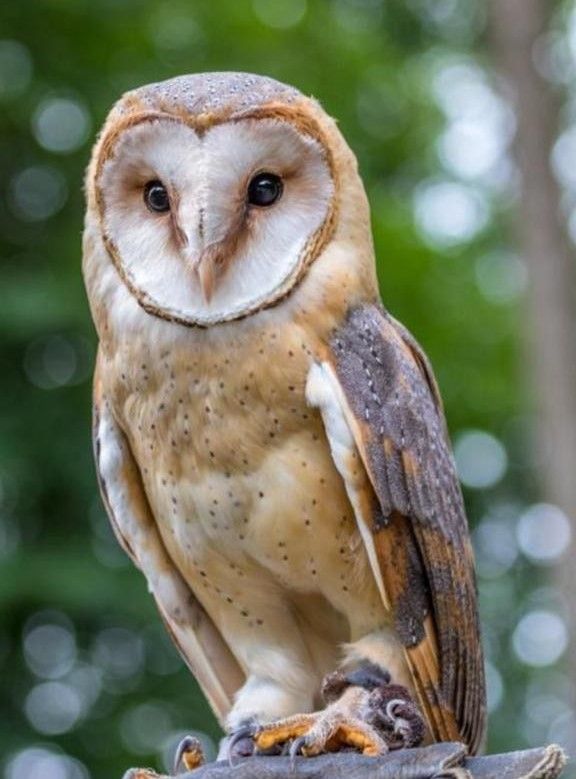 Eulenabend 25.09.2026 - 19 Uhr