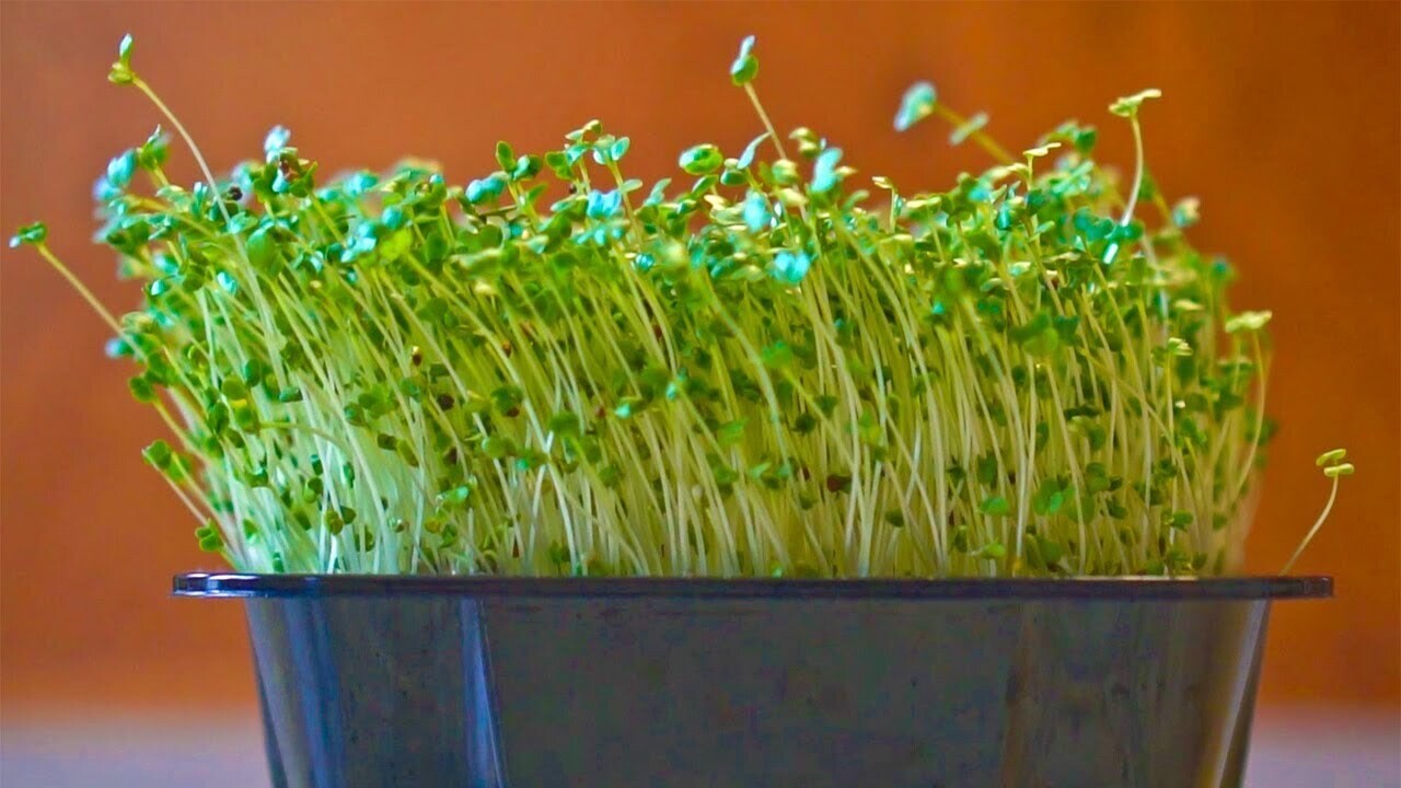 Broccoli