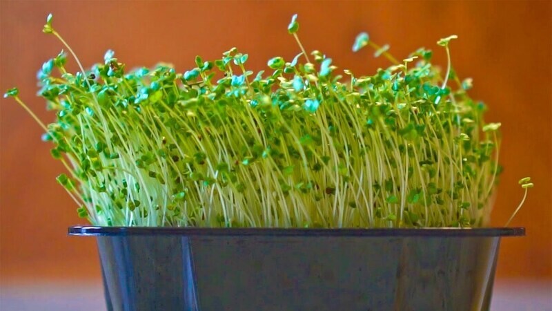 Broccoli