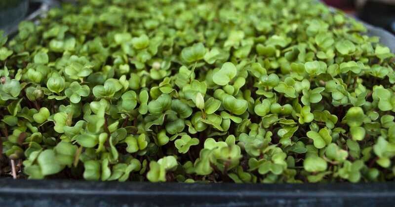 Basil
