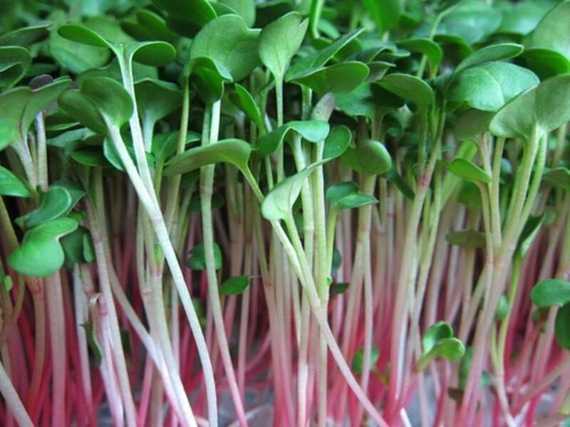 Purple Stem Radish