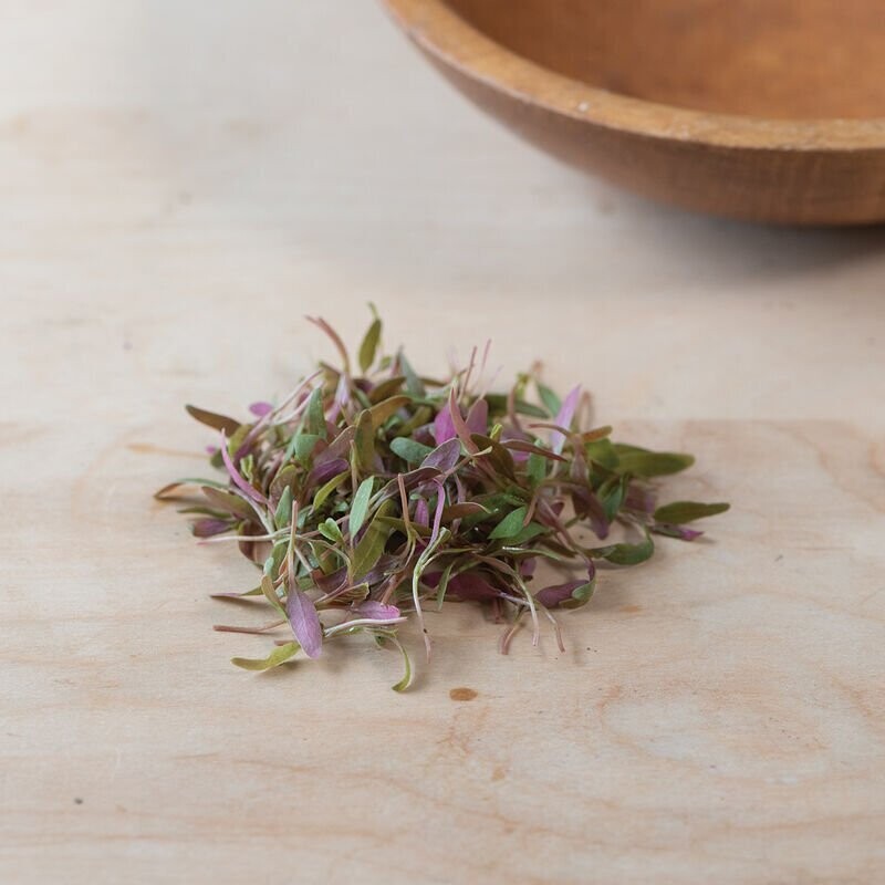 Bi-Color Amaranth