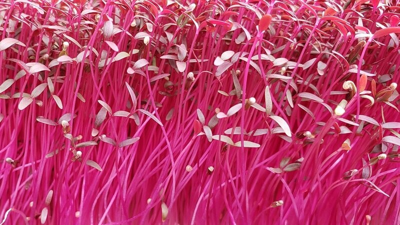 Red Amaranth