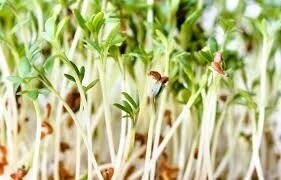 Alfalfa