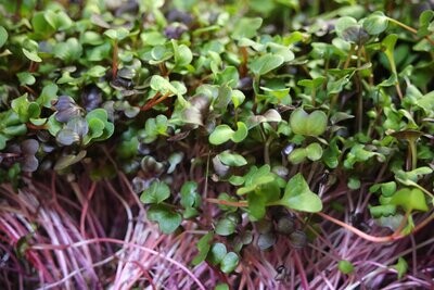 Radish