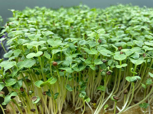 Daikon Radish
