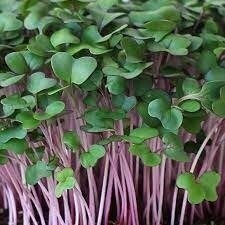 Purple Kohlrabi