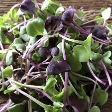 Blended Radish