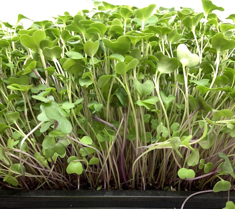 Salad Mix Alfalfa, Radish, Broccoli