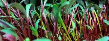 Rainbow Chard and Beet