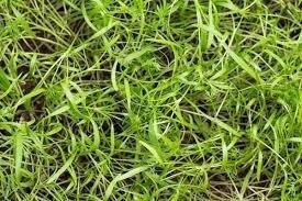 Dill