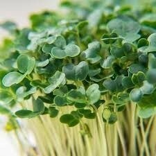 Kale