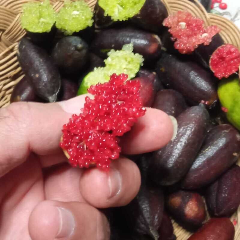 Finger Lime (caviale di limone)