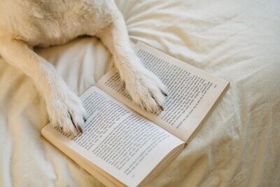 Dieren