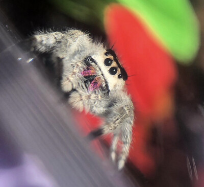 Phidippus regius (Regal Jumping spider)