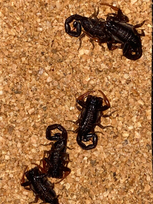 Centruroides gracilis (Florida Bark Scorpion)