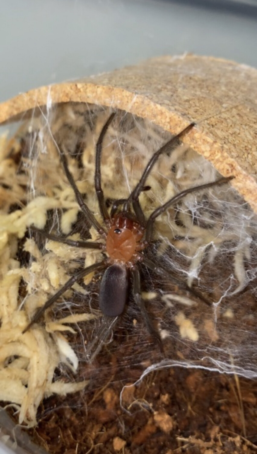 Harmonicon oiapoqueae (Devil Curtain Web Spider)