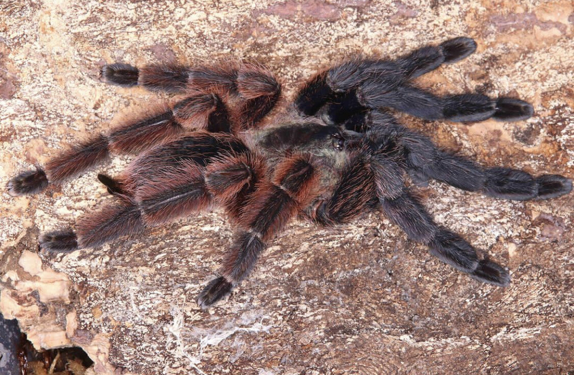 Psalmopoeus victori (Darth Maul Tarantula)