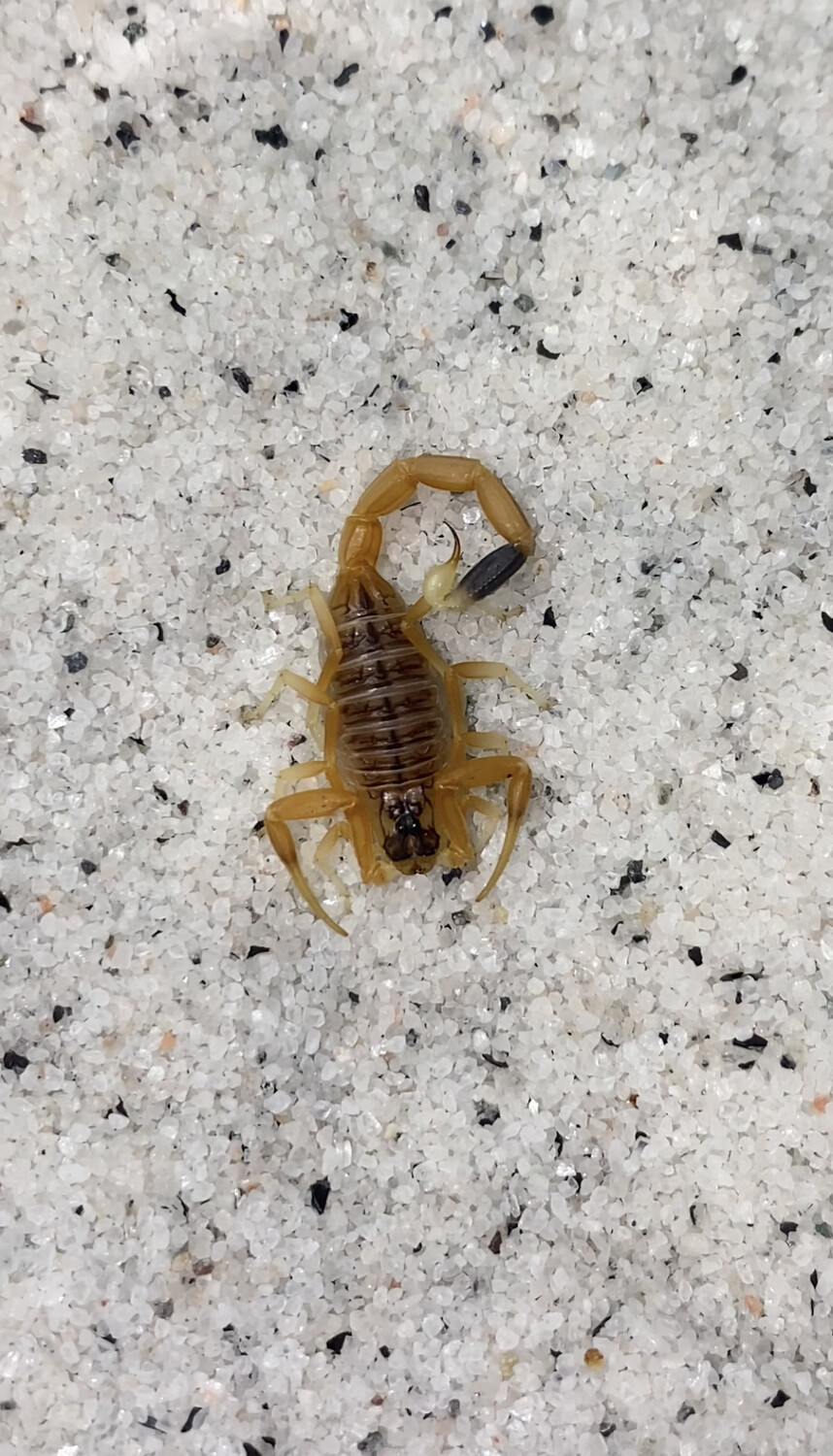Leiurus quinquestriatus “Red Sea” (Death Stalker Scorpion)