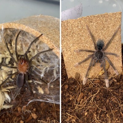 Spiders