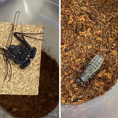 Other Arachnids