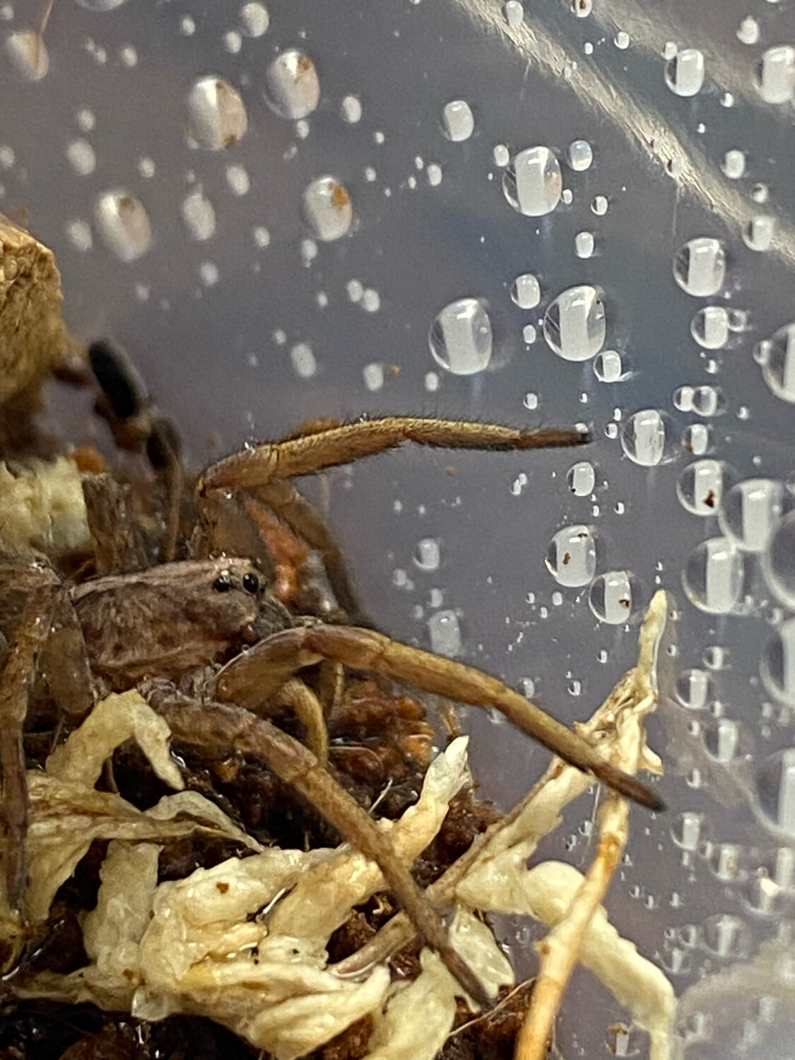 Hogna maderiana (Porto Santo Wolf Spider)
