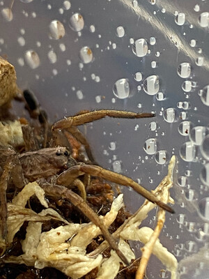 Hogna maderiana (Porto Santo Wolf Spider)