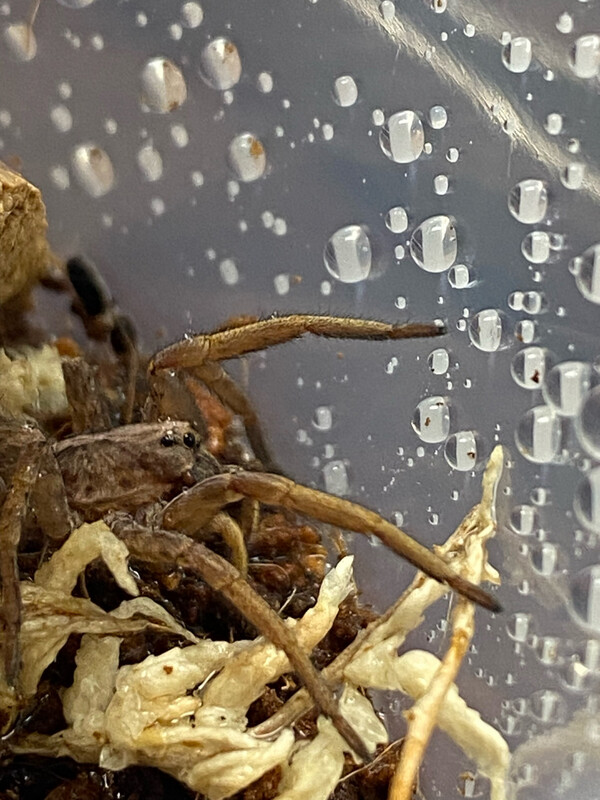Hogna maderiana (Porto Santo Wolf Spider)