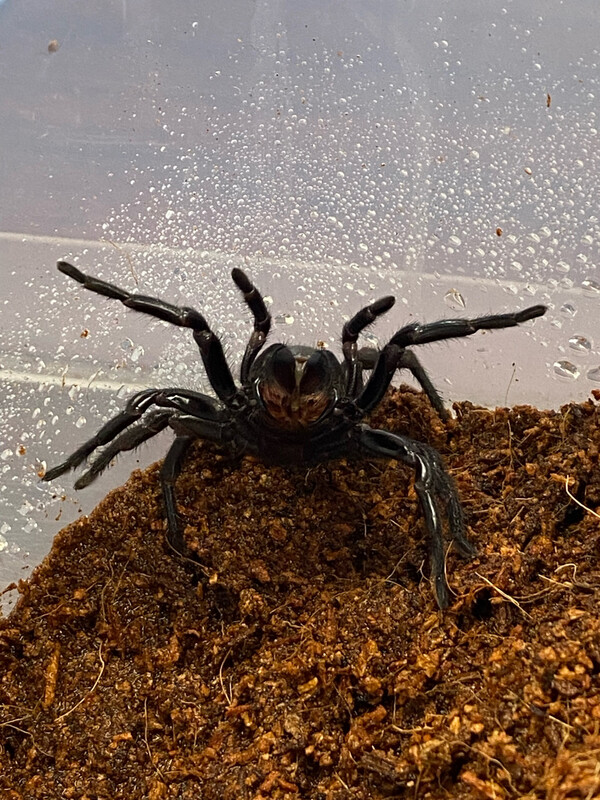 Atmetochilus Songsangchotei (Thai Funnel Web)