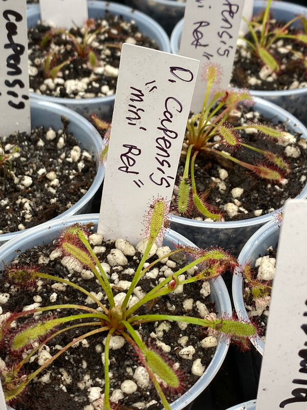 Drosera capensis “Mini Red”
