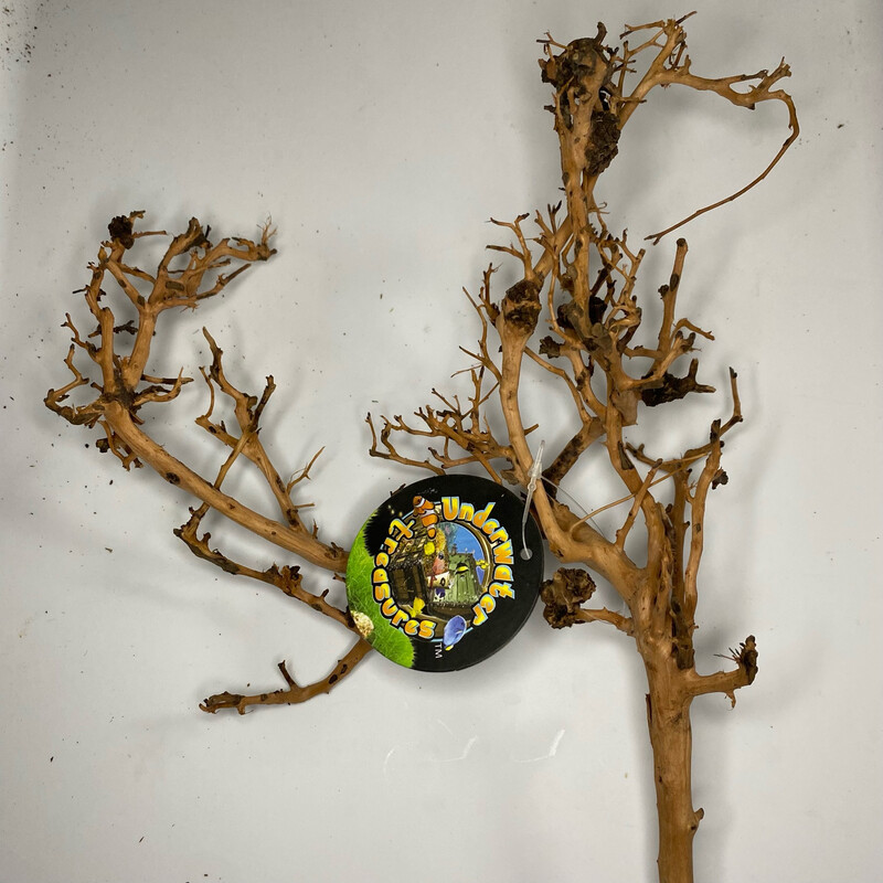 Bird Nest Wood Small (6-10”)