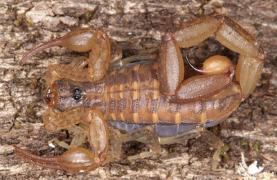 Centruroides guanensis “South” (Keys Bark Scorpion)